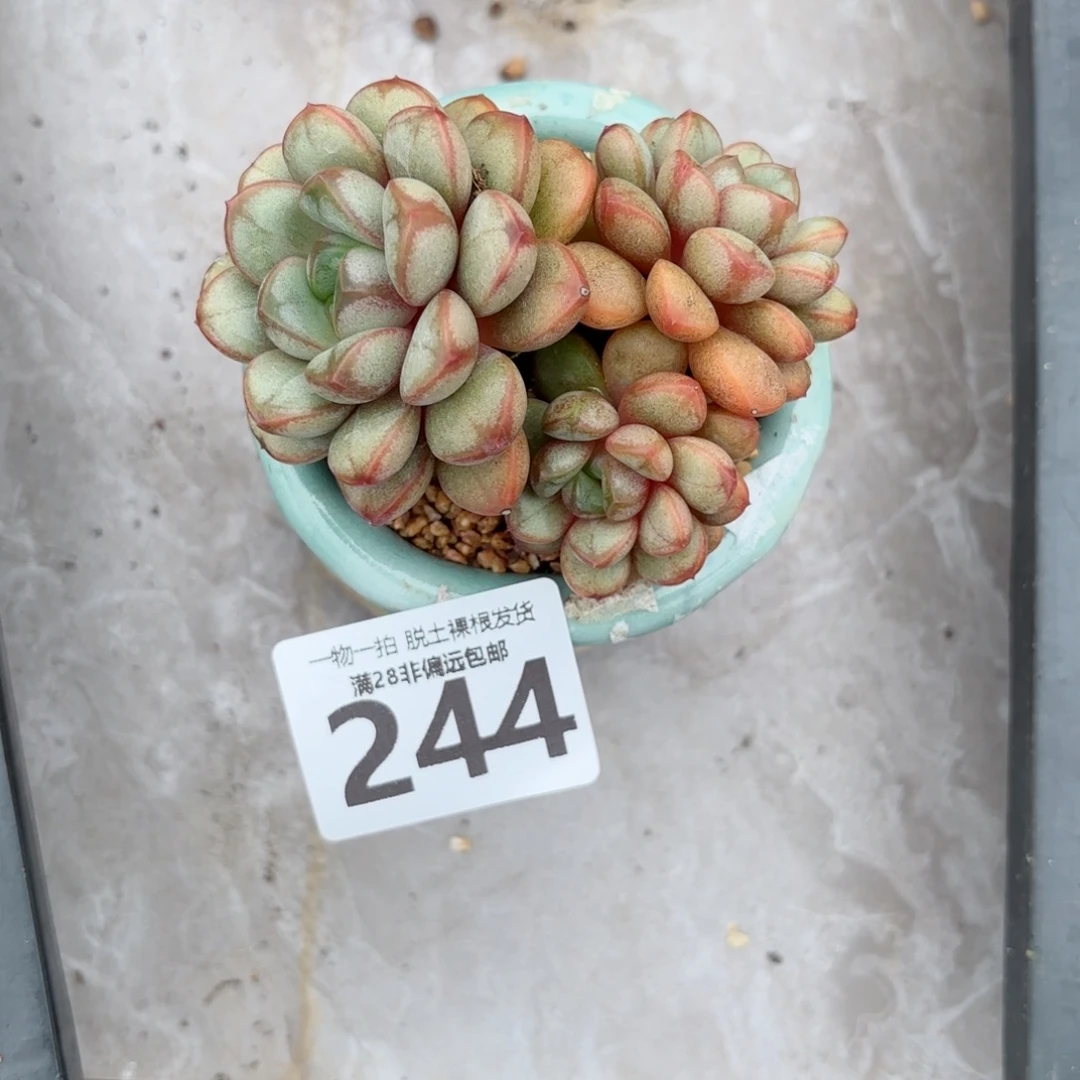 中***粮葡萄老桩无盆土发货