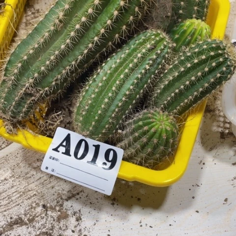 七*堇瑕疵的毛花柱a 019