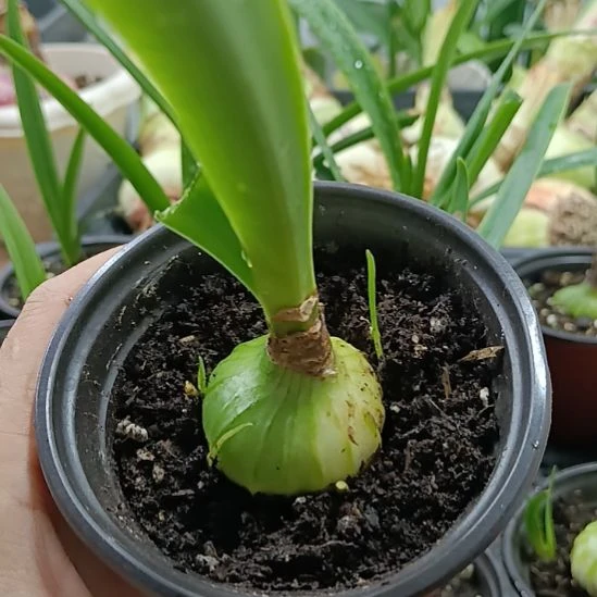 无花朵双绿3+带盆土发货