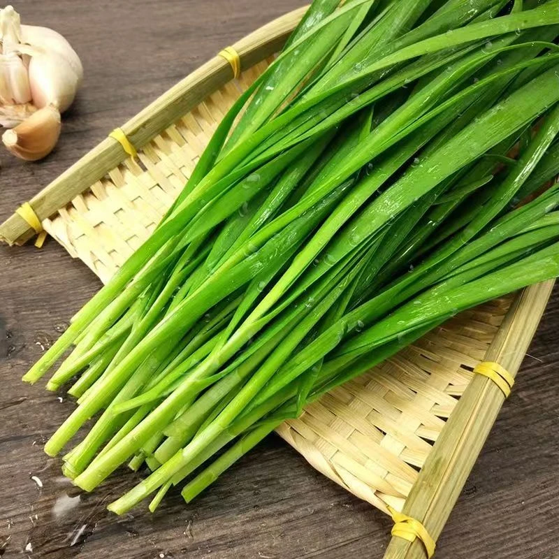 【空运送货上门】云南农家韭菜露天头茬韭菜韭菜味浓