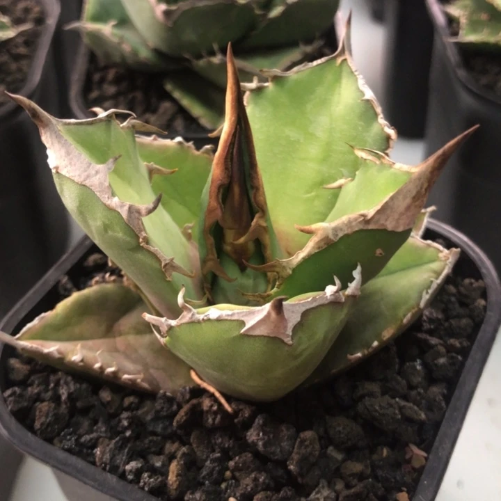 白犀牛仁王冠折后价