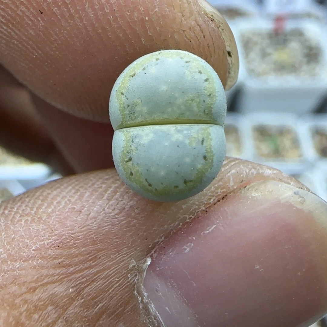 321 生石花大棚直播