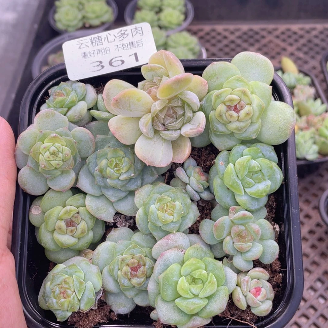 云糖心多肉植物361