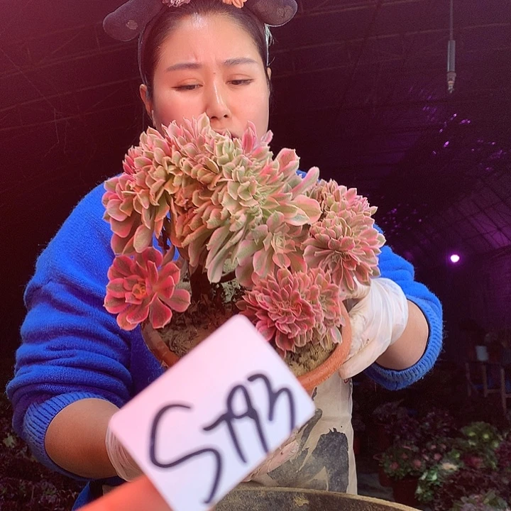 柒柒精品多肉脱土发货不包断侧枝S793