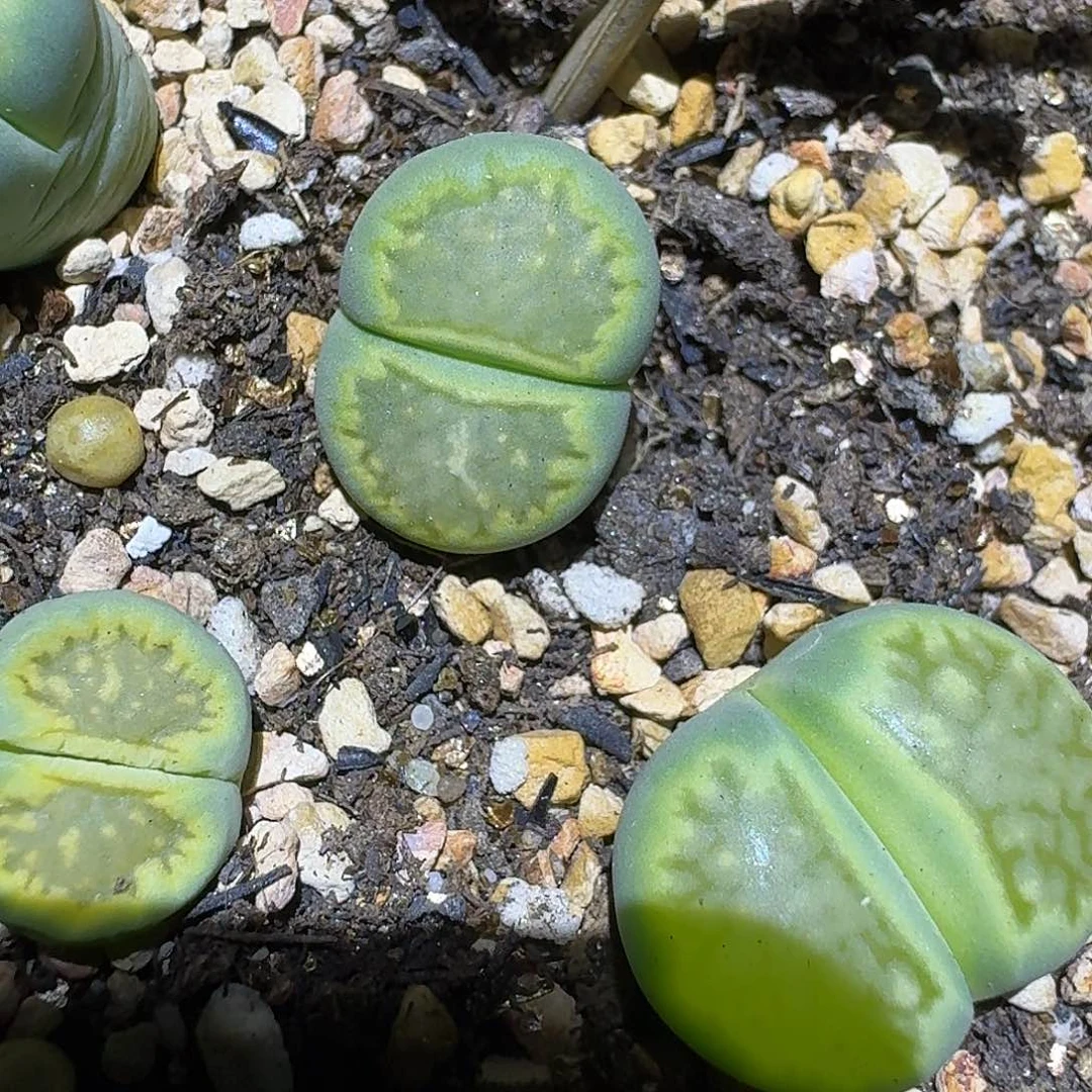 U***a319多肉哈哈哈哈哈哈哈