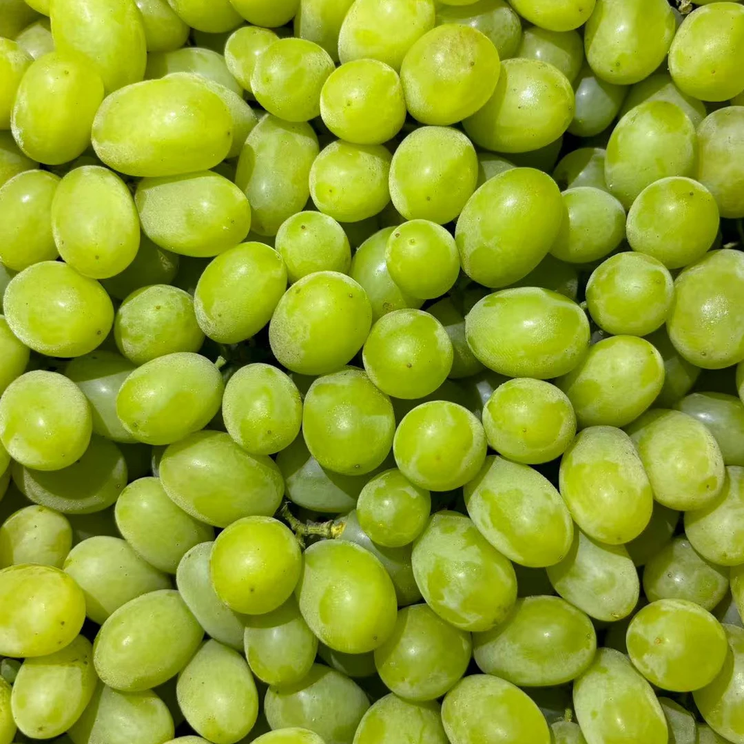 来宾小时达-【整件】新疆无核白葡萄