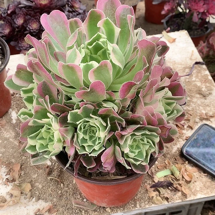839白凤多肉植物