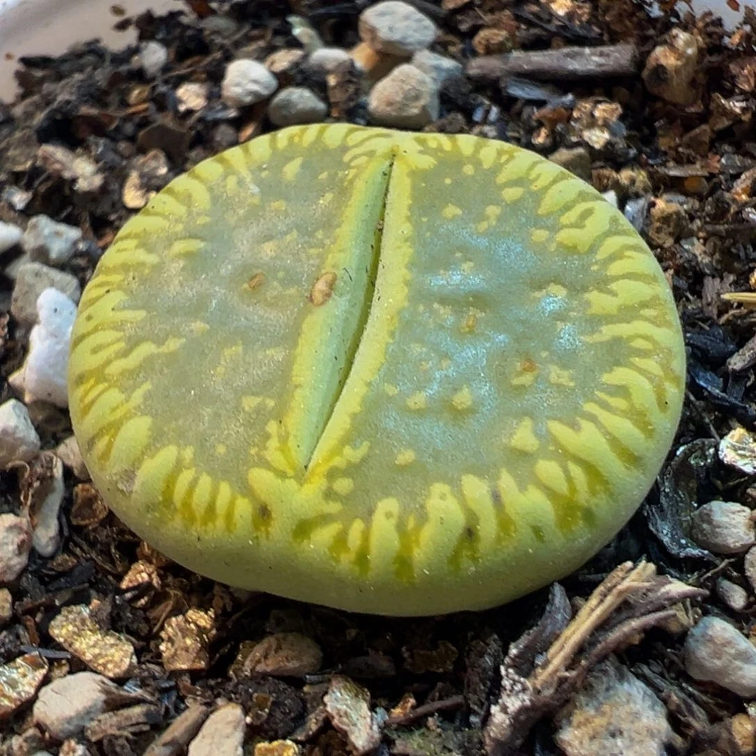 114多肉植物百科植物