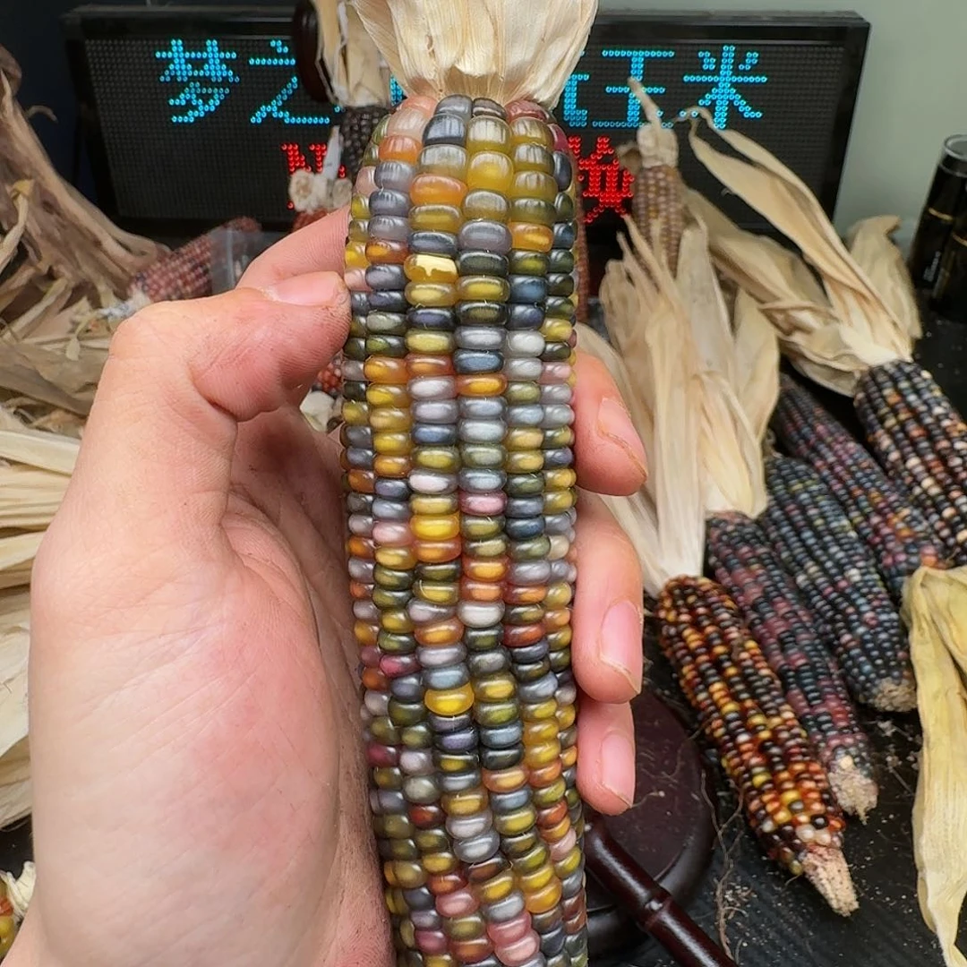 柏香籽/百香籽吊坠米*