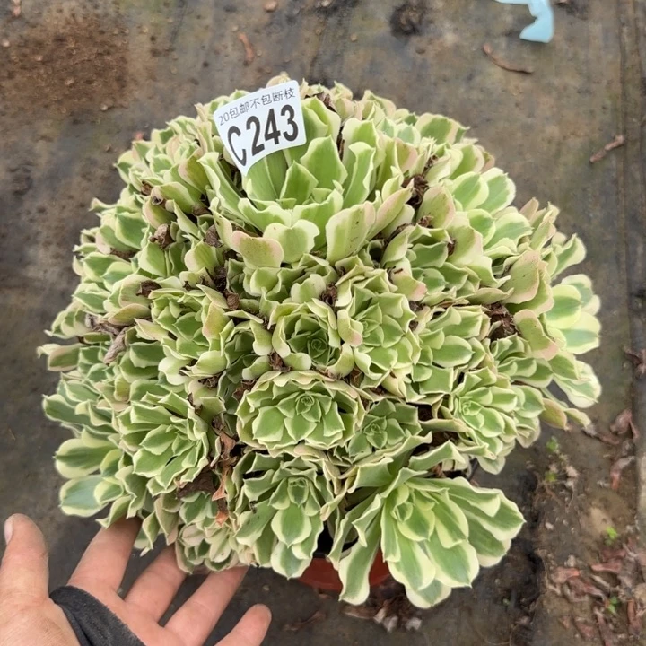 白凤……多肉植物……