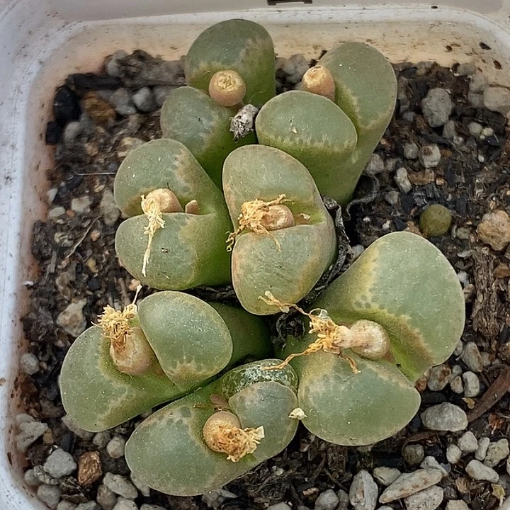 1229-82-糖果裂。