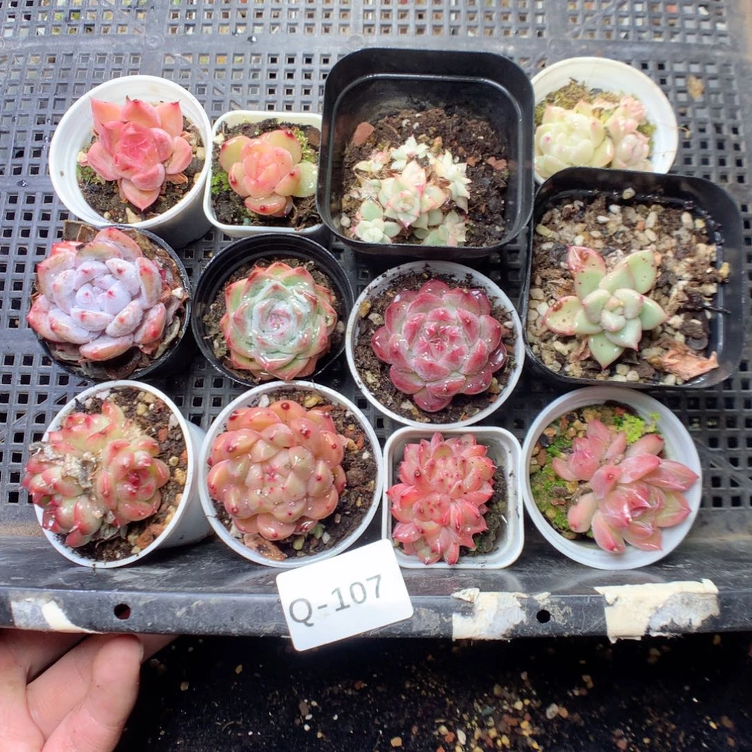 无花朵Q107。 uyyyyyyyyyy