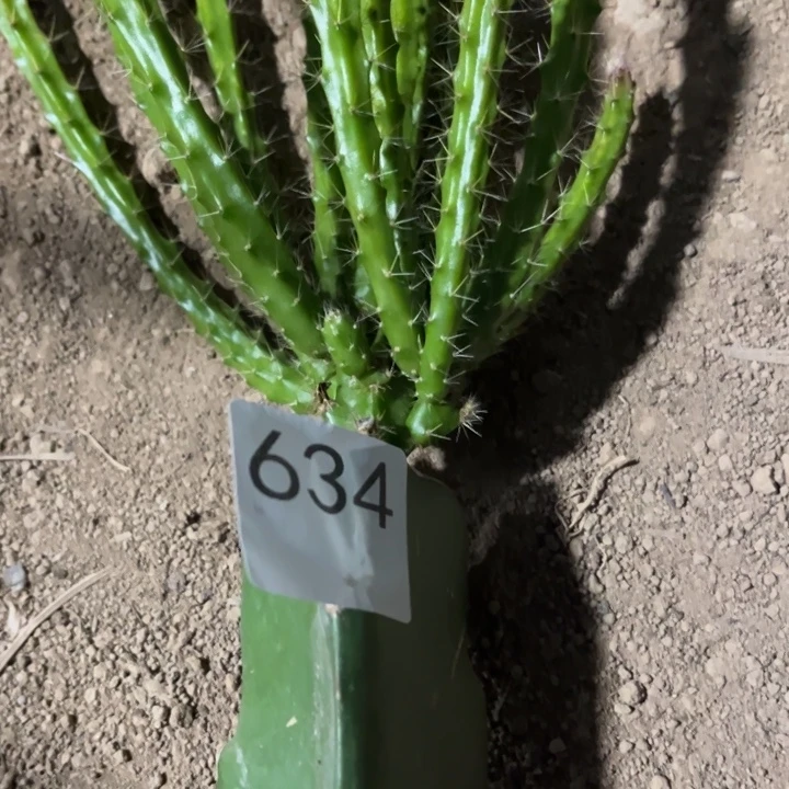 用***7大红色一棵^_^^_^634