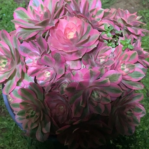 粉女巫老桩多肉法师