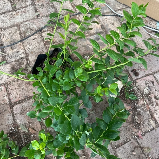 L 25  天花板大钵盆栽绿植零蓄冷 易上手