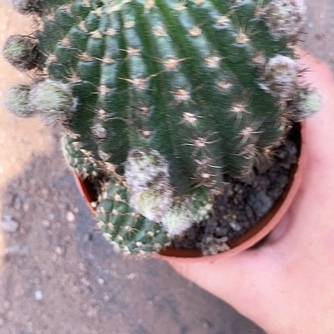 瑕疵洛丽塔仙人球35788