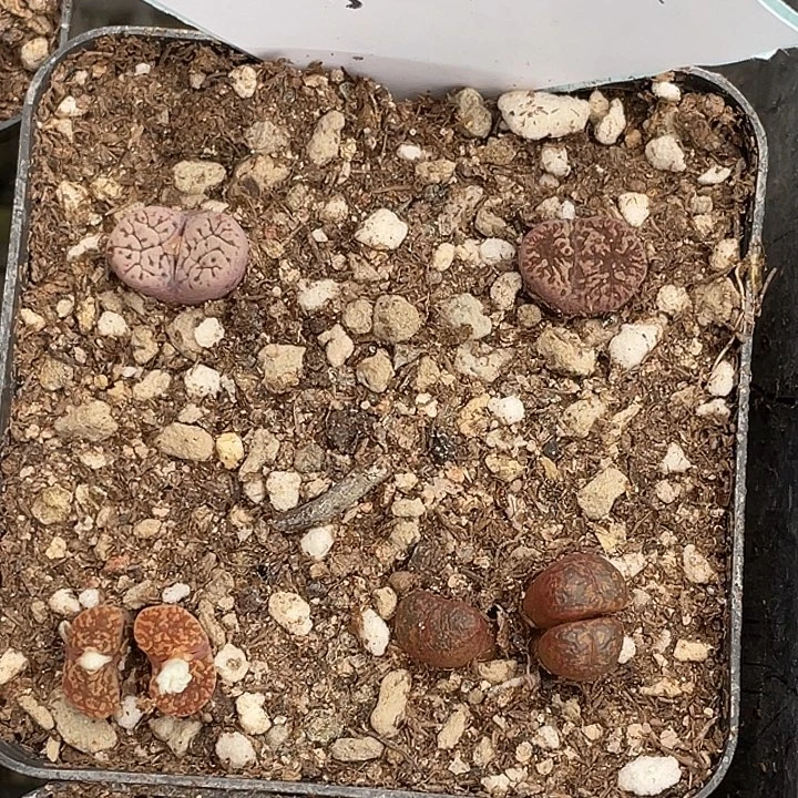2-96肉锥多肉植物