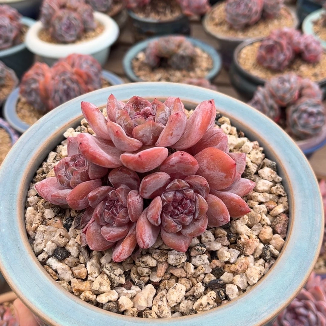 红皮紫心捧花型哈哈哈哈