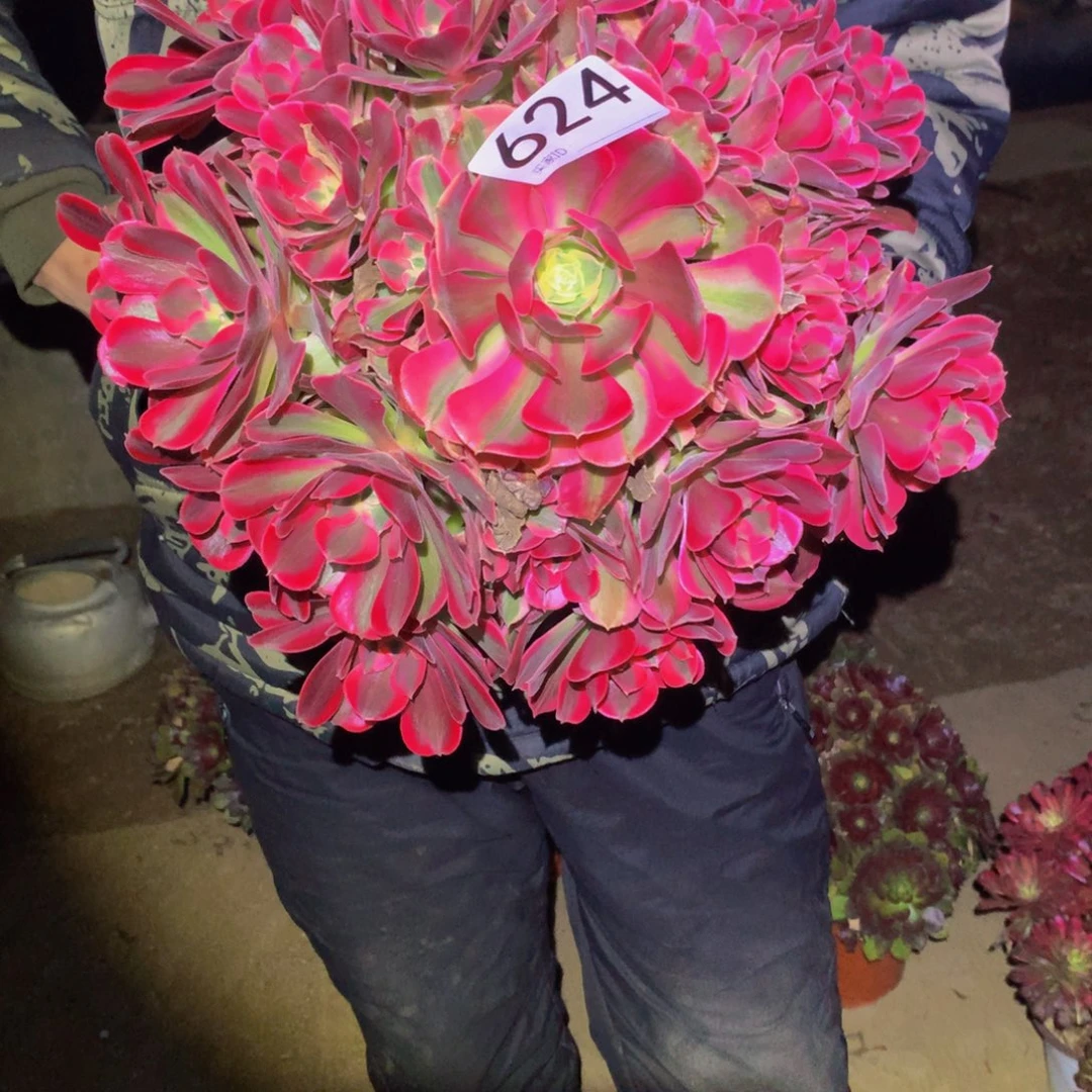平**褔法师多肉植物624