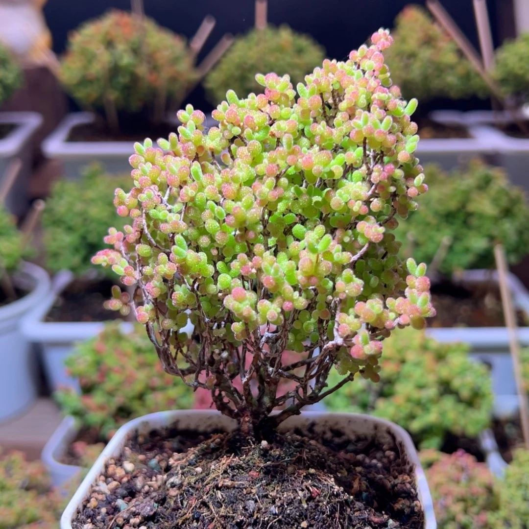 321蜜橘一物一拍带盆土发货