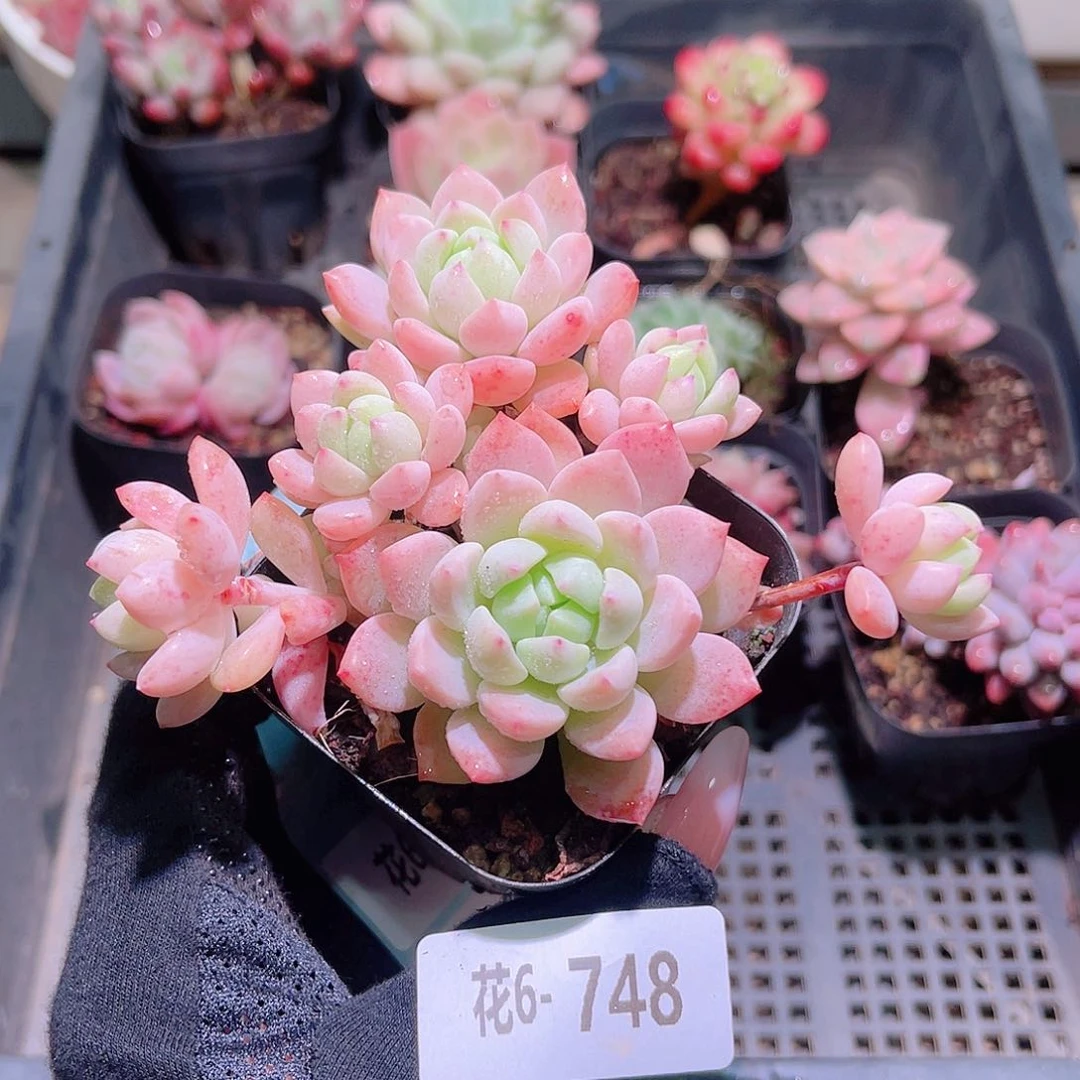 花利美6-748洛丽塔