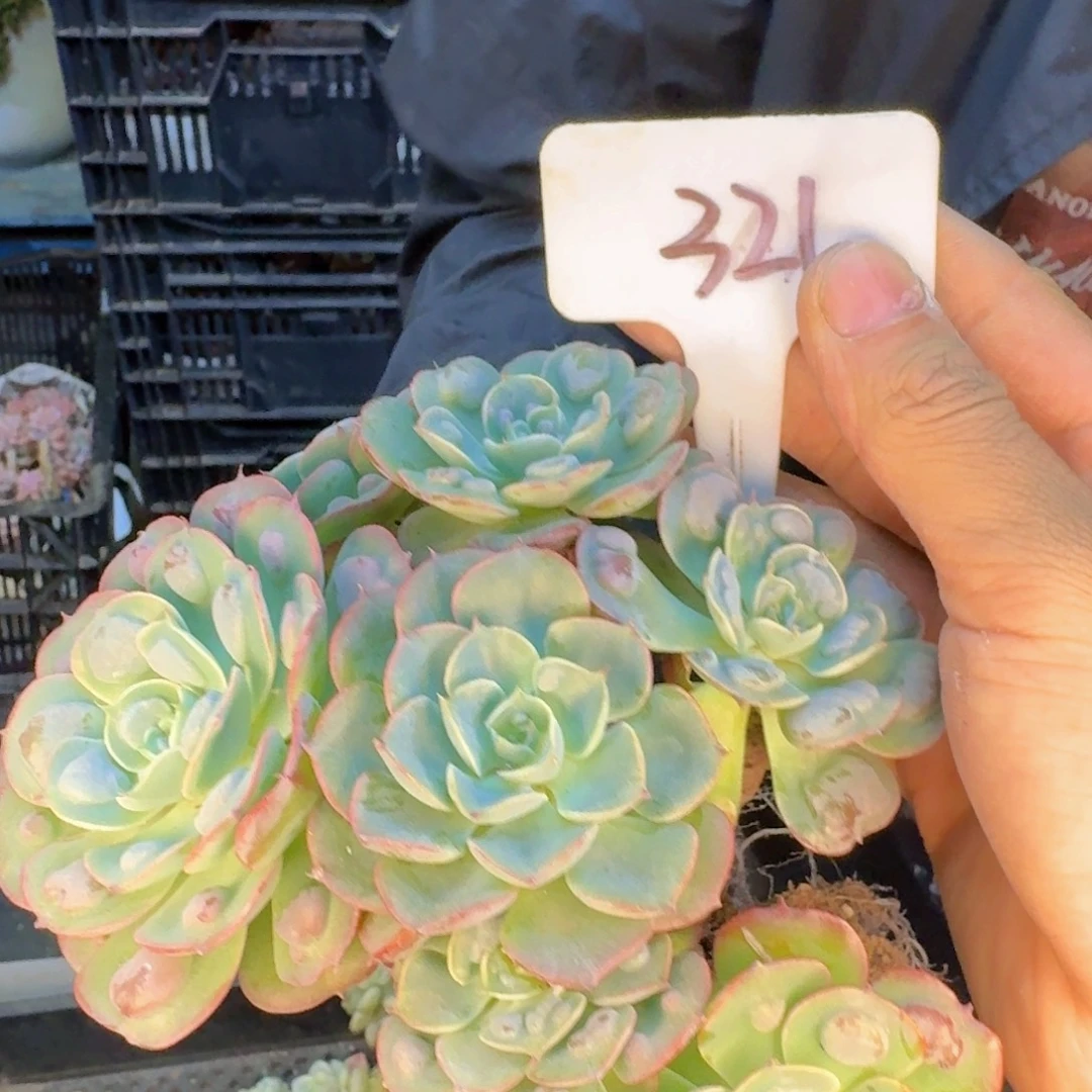 多肉植物的生长发育与