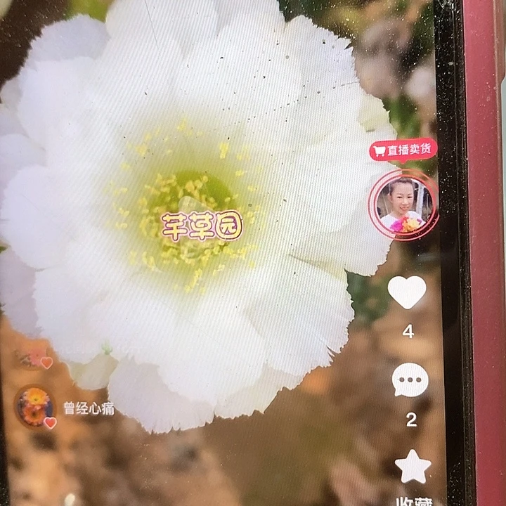 三棱袖铺柱嫁接冰心丽花