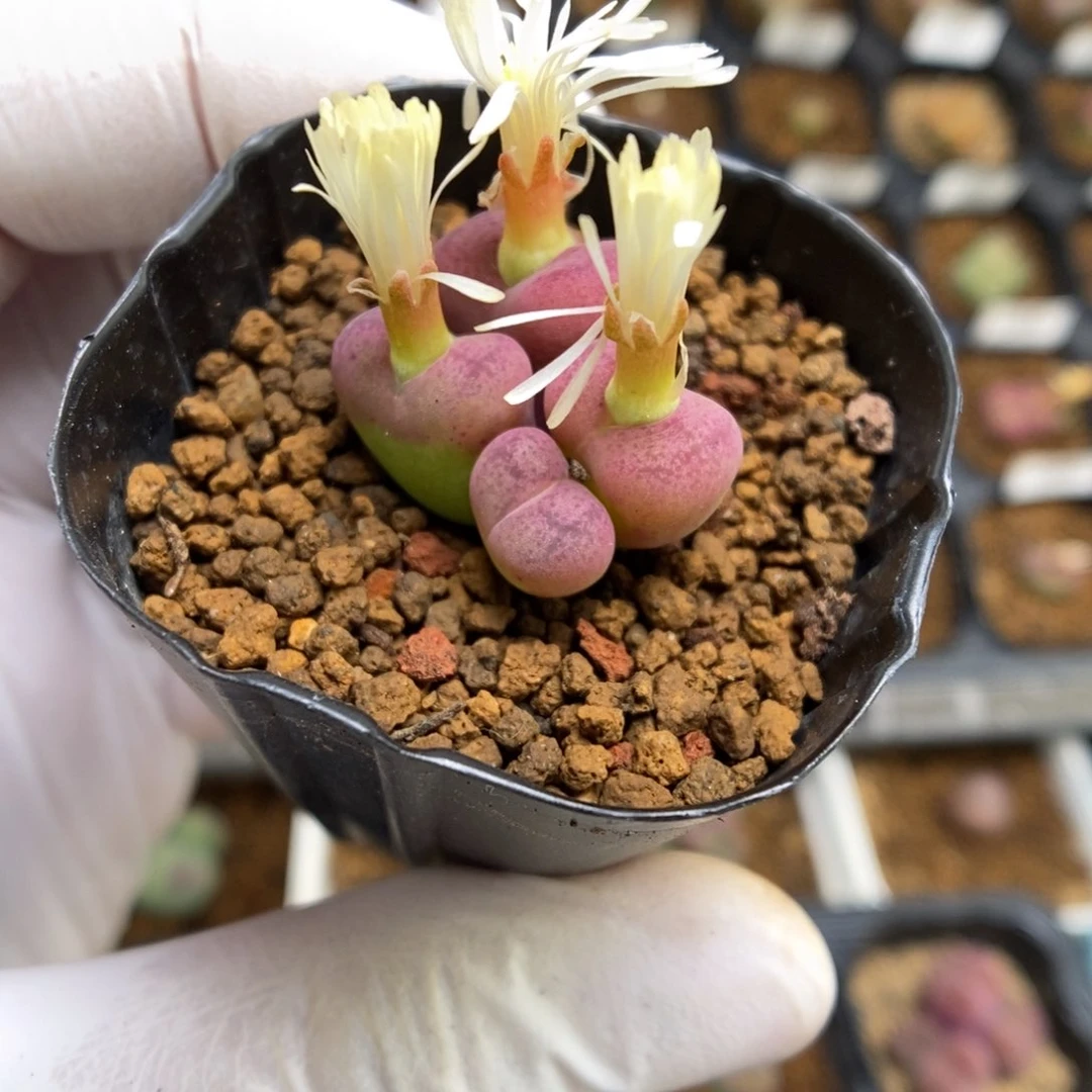 多肉植物肉锥杂交K-4390