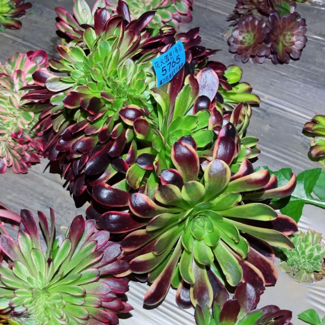 云*欧佳丽缀5765多肉植物