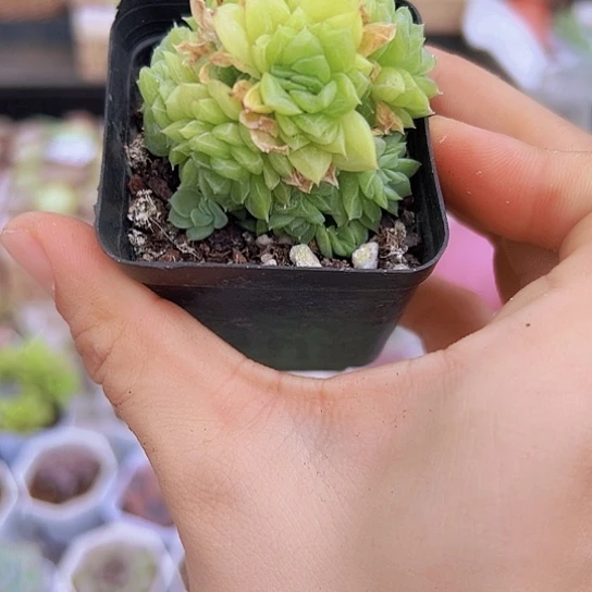 母猪麦杆带盆9.9包邮