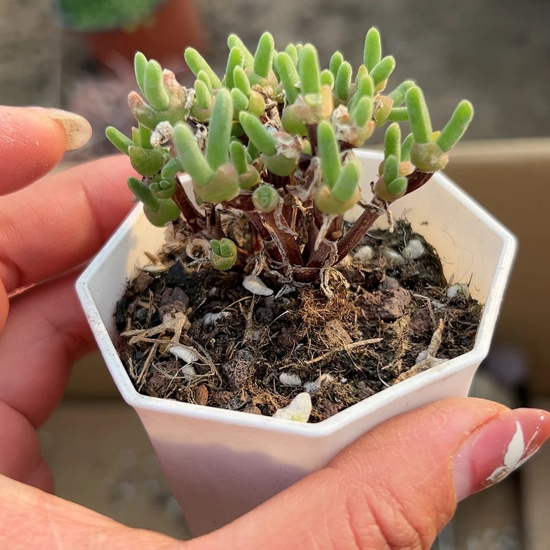 多肉植物短兔儿枝干