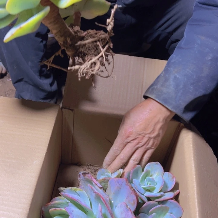 沫***哗地栽白凤2棵装昆明发货
