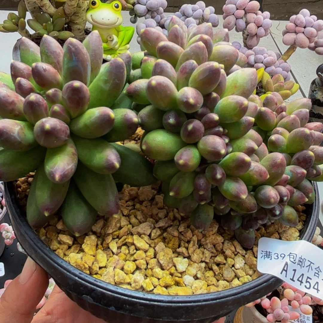 454/12cm香蕉树缀多肉植物