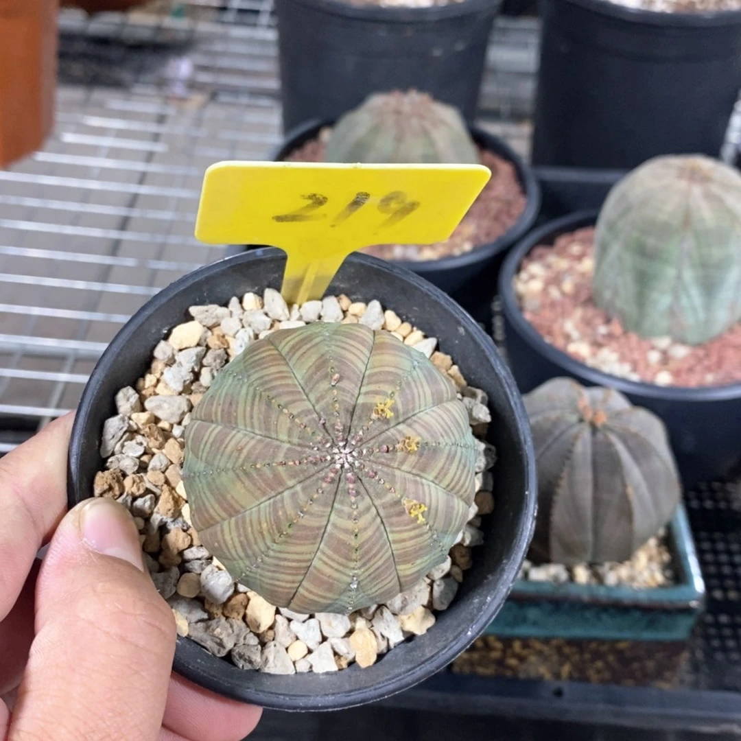 欧系布纹球多肉植物