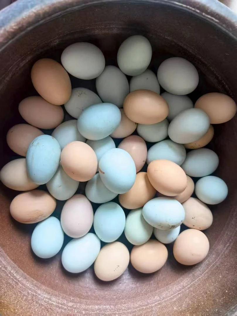 伏牛山林间散养土鸡蛋柴鸡蛋