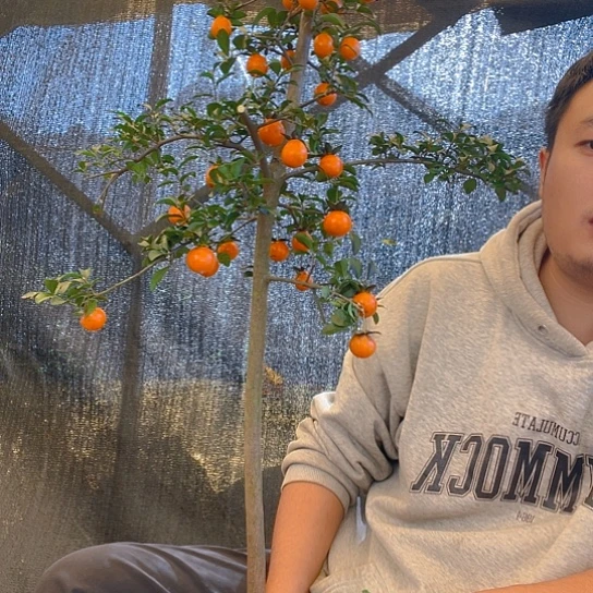 无花朵金弹子庭院原生品种