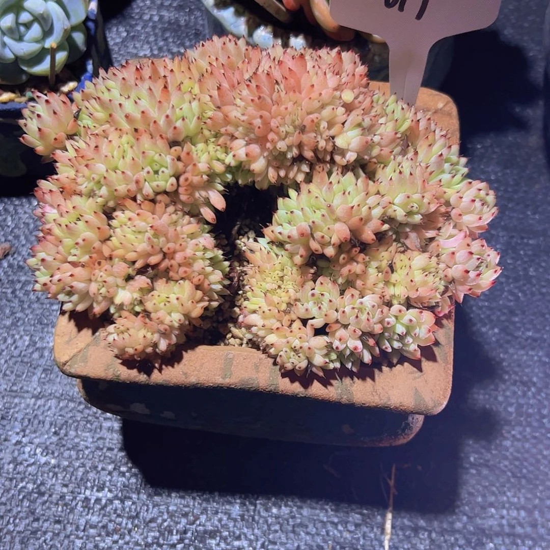 嶷*019绿爪缀化。。。。。。