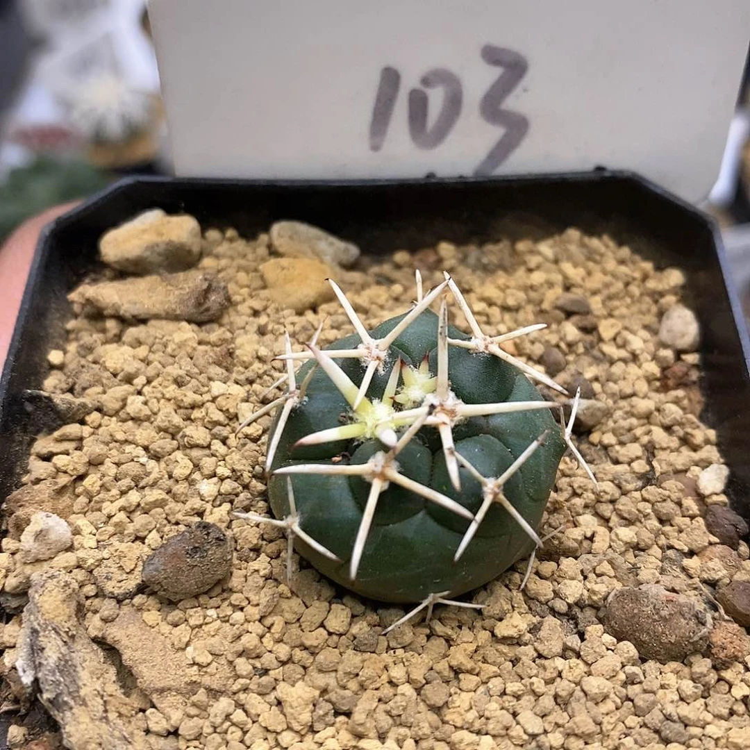 大祥冠福利特价来了