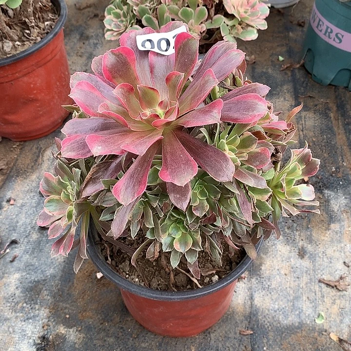 多肉植物蒙娜丽莎002