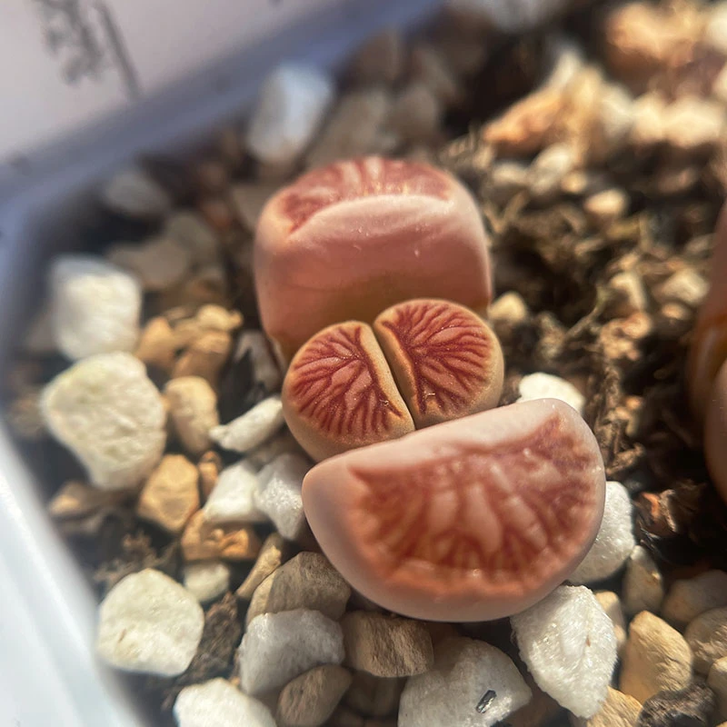 001-200号精品红窗菊一物一拍绿菊紫菊45包邮