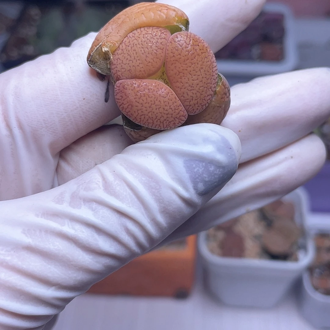 72 纸杯蛋糕奔奔……………………