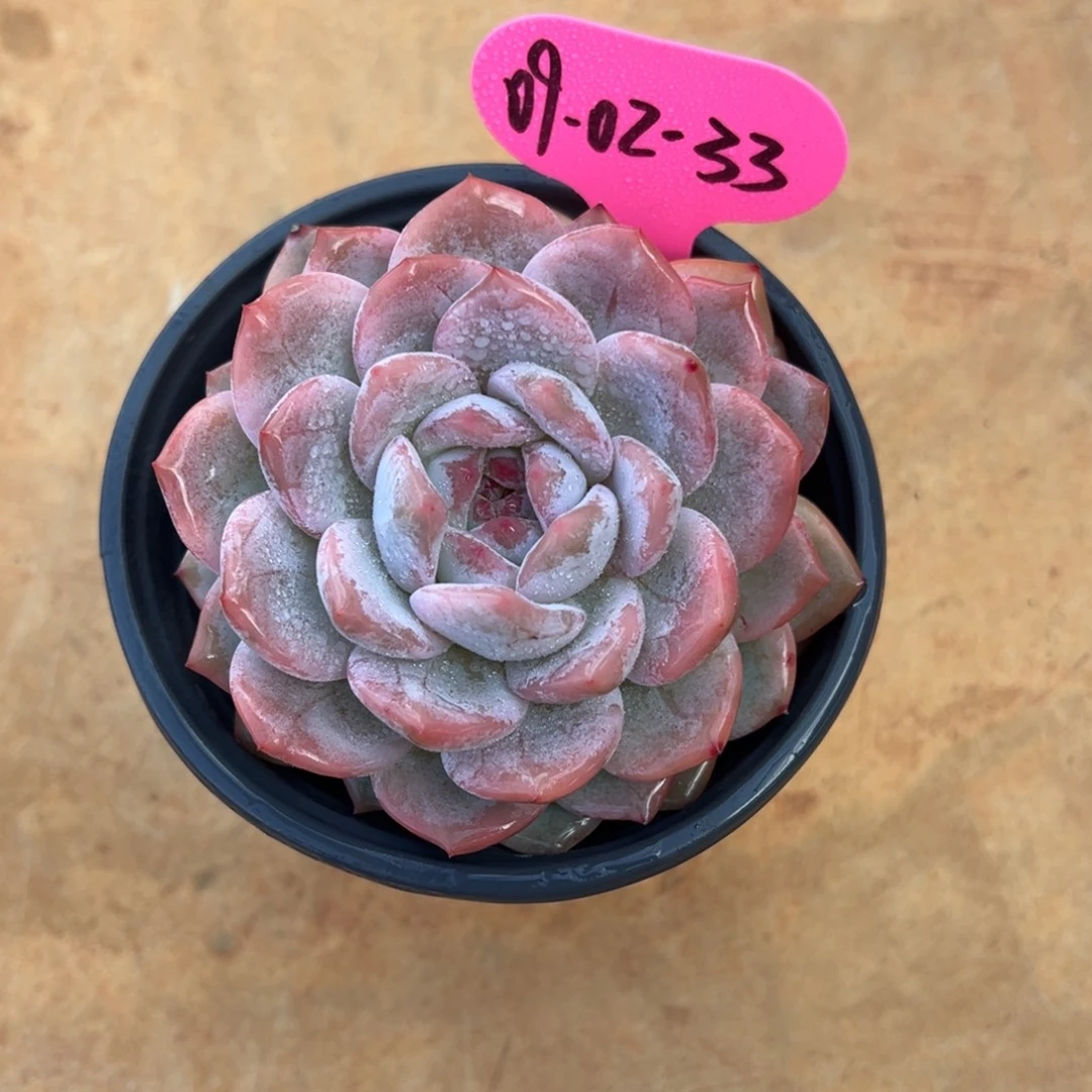 08-02-33橙梦露锦多肉植物