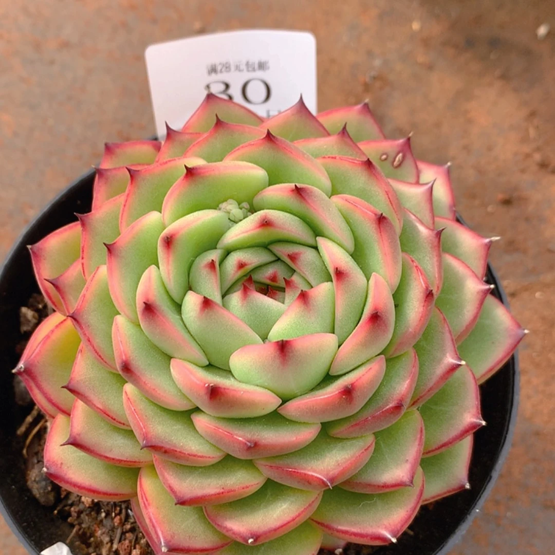 【闪购商品】云30号