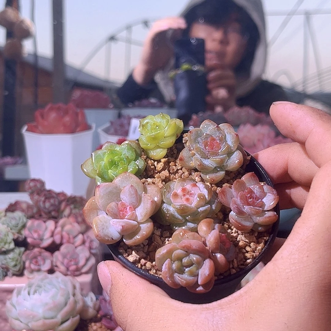 甄妮拼盘一物一拍