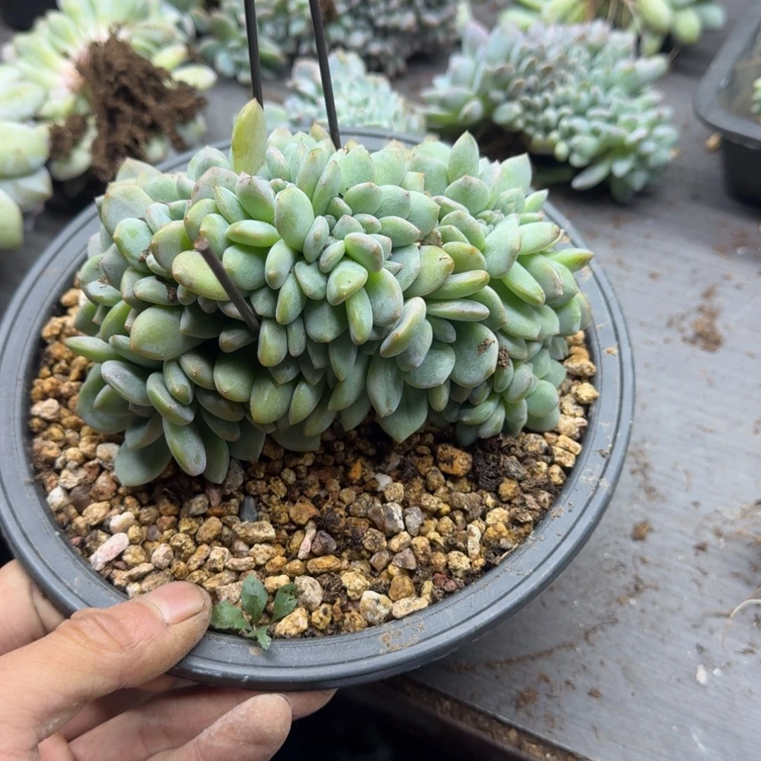 星影树缀无砍多肉