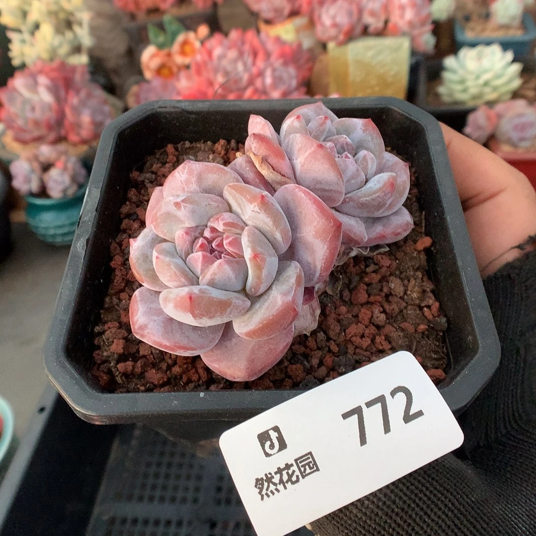 772星影多肉植物6666