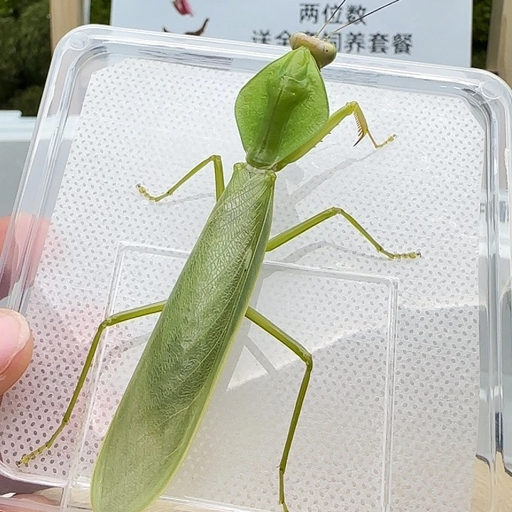 蟋蟀圆盾螳螂成体公 单虫