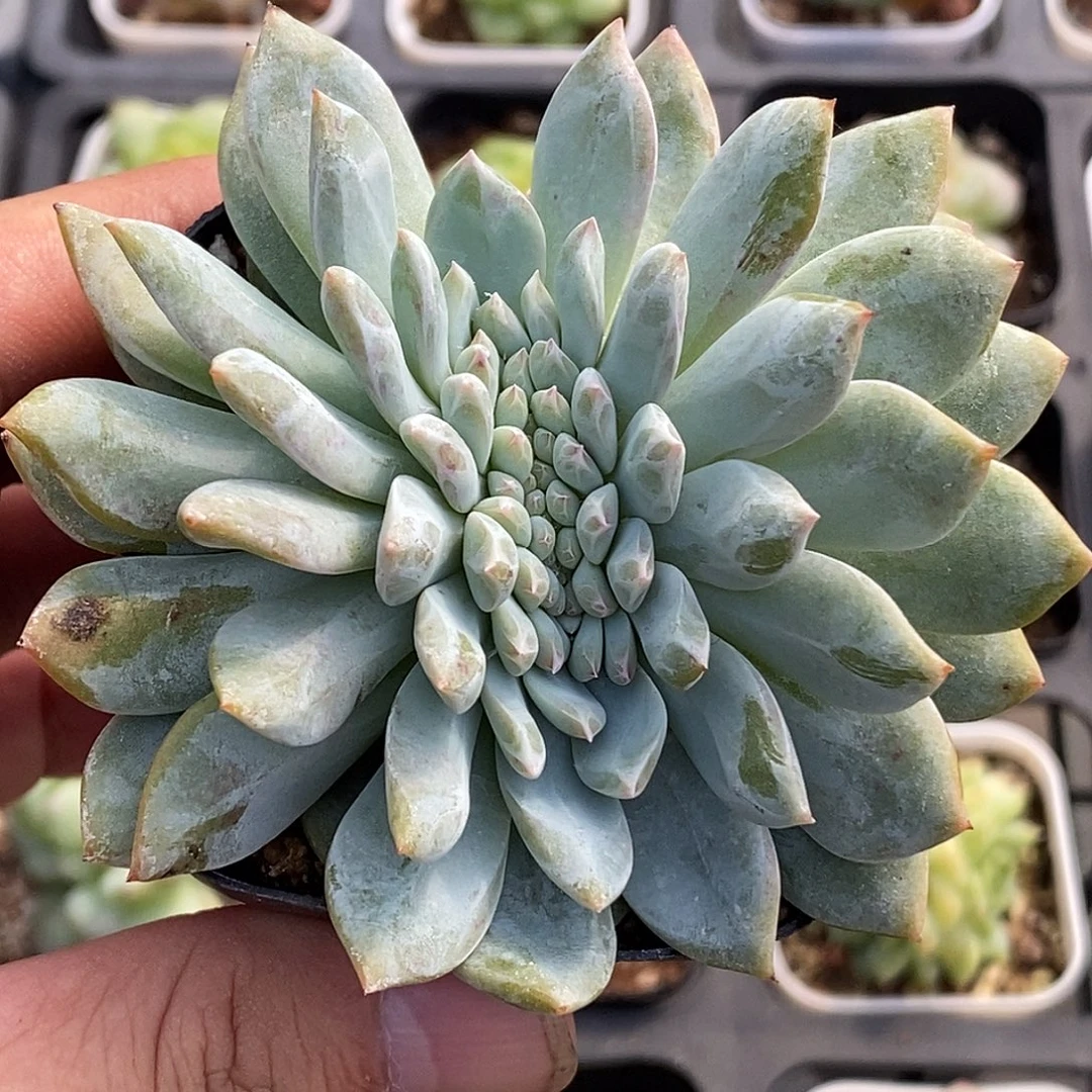 梦露缀化30包邮非偏远