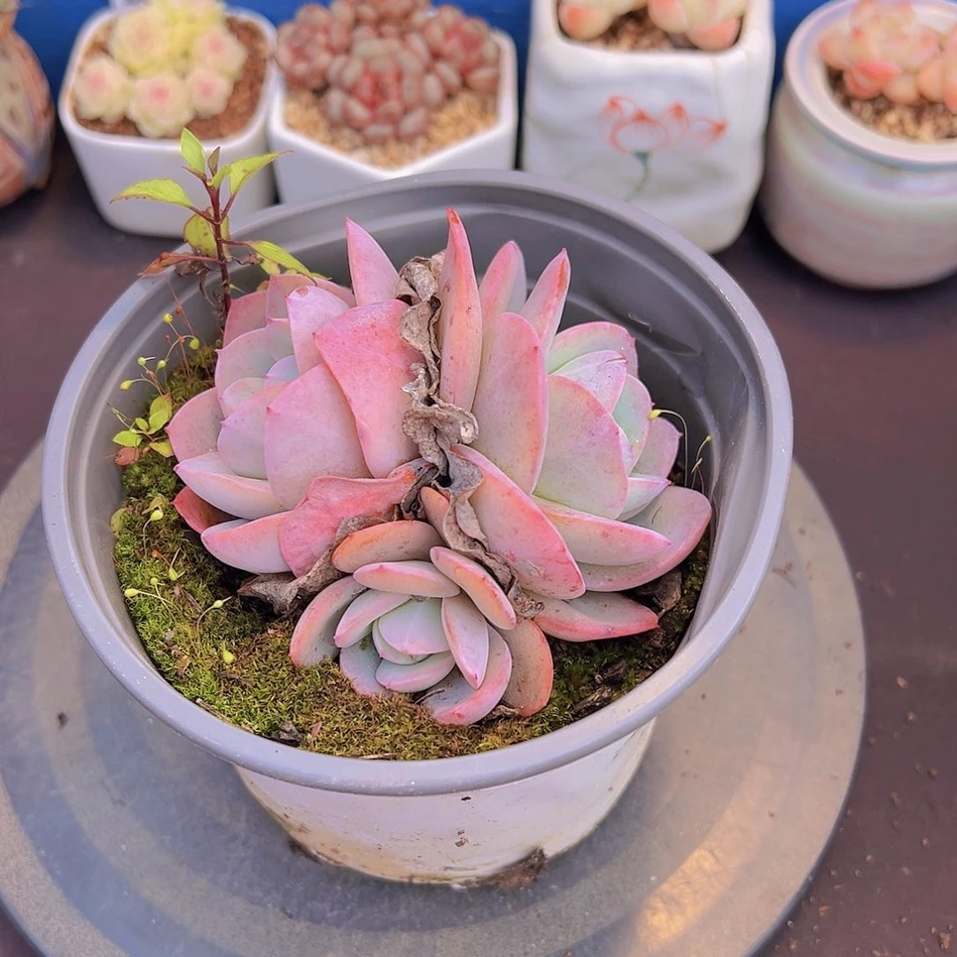 潇*妹布鲁兰，多肉植物，