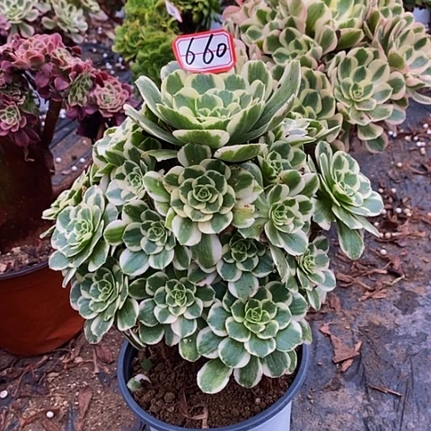 金丝翡翠老桩捧花660号
